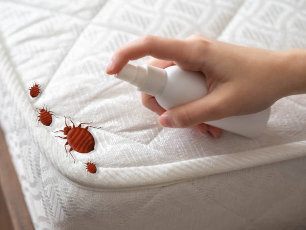 Best Affordable Pest Control Services  in Boulder Creek, CA